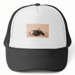 Horny Toad Car hats
