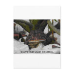 Horny Toad postcards
