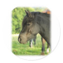 Horse 9A53D-09 stickers