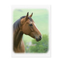 Horse 9A81D-05 postcards