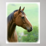 Horse 9A81D-05 posters