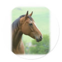 Horse 9A81D-05 stickers