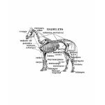 horse anatomy 3 tee shirt