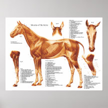 Horse Anatomy Muscles Poster