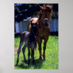 Horse And Colt Print