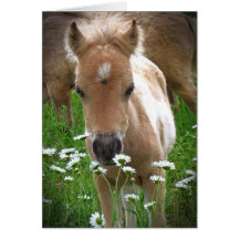 Horse and daisies greeting card