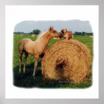 Horse and Dog Country Meeting Poster posters