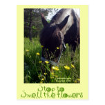 Horse and flowers post cards