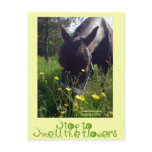 Horse and flowers post cards