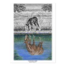 Horse and Foal - Horse Water Reflection Postcard