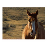 Horse and Western Background Postcard