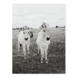 horse art 2 post cards