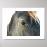 Horse at Carrowmore Posters