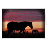 Horse at sunset cards