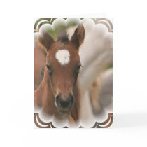 Horse Baby Greeting Card
