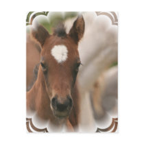 Horse Baby Postcard