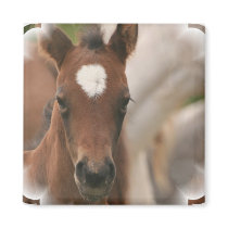 Horse Baby Square Magnet