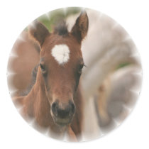 Horse Baby Sticker