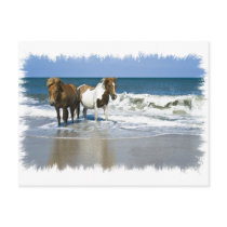 Horse Beach Postcard