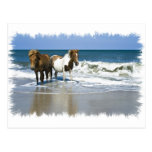 Horse Beach Postcard