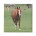 horse beauty magnet