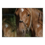 Horse Breeds Greeting Card