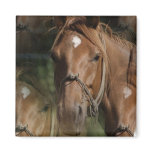 Horse Breeds  Square Magnet