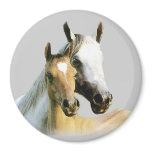 Horse Buddies Magnet