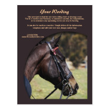 Horse business marketing post cards