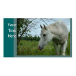 Horse Busininess cards business cards
