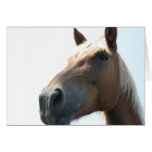 Horse cards