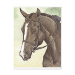 HORSE Champion Appendix QH Mare Postcards