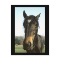 Horse, Dunwich, England - Postcard