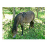 Horse Eating Post Card