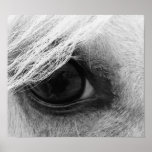 Horse Eye in Black and White Print