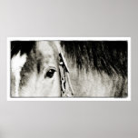 Horse Eye Photograph posters