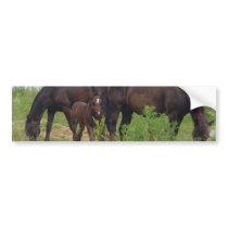Horse Family Grazing Bumper Stickers