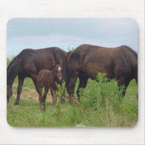 Horse Family Grazing Mouse Pad