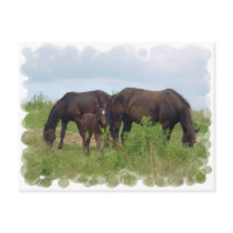 Horse Family Grazing Postcard