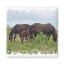 Horse Family Grazing Square Magnet