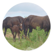 Horse Family Grazing Stickers
