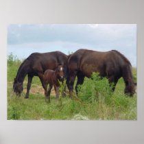 Horse Family Poster Print
