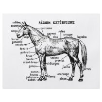 Horse Flyer