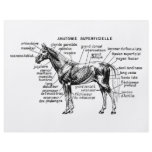 Horse flyers