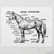 Horse Flyer