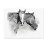 HORSE: FOAL: PENCIL ART: REALISM postcards