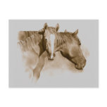 HORSE, FOAL: SEPIA: PENCIL ART postcards