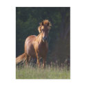 Horse Gazing At You postcards