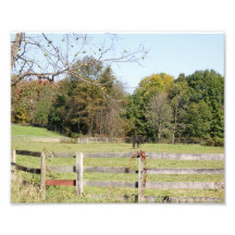 Horse Graze 10x8 Photographic Print