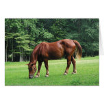 Horse Grazing in Pasture Greeting Cards